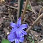 Hyacinthus orientalis Blomma