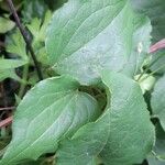 Clematis viticella Blatt