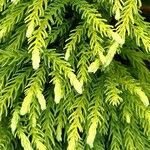 Cryptomeria japonica 葉