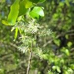 Salix aurita Frugt