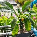 Dorstenia foetida পাতা