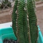 Euphorbia polygona Blad