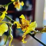 Oncidium sphacelatum Flor