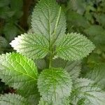 Stachytarpheta jamaicensis Blatt