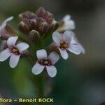 Aethionema thomasianum Λουλούδι