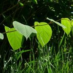 Reynoutria japonica Leaf