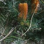 Banksia ericifolia Fleur