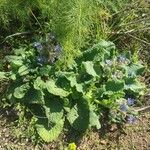 Borago officinalisFlower