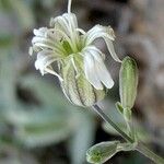 Silene douglasii Flor