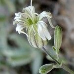 Silene douglasii Fleur