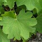 Alchemilla epipsila Deilen