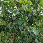 Ehretia dicksonii Blatt