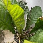 Anthurium hookeri Leaf