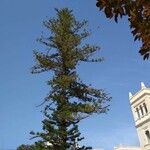 Pinus lambertiana Hábito