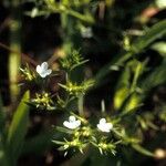 Polypremum procumbens Квітка