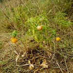 Physalis viscosa Habitus