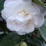 Camellia sasanquaΛουλούδι