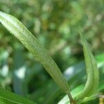 Salix × mollissima Feuille