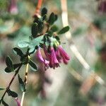 Symphoricarpos longiflorus Blodyn