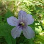 Ruellia geminiflora Λουλούδι