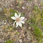 Anemone baldensis Fula