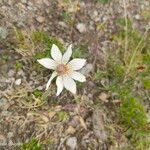 Anemone baldensis പുഷ്പം