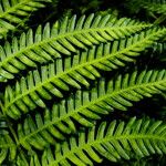 Pteris tripartita Frunză