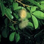 Eriotheca globosa Fruit