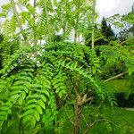 Albizia procera Folha