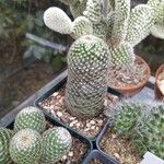 Mammillaria matudae Blatt