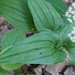 Maianthemum bifolium Лист