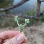 Filago pyramidata Flower