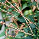 Camellia rosthorniana Leaf