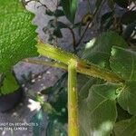 Urtica massaica Azala