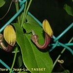 Aristolochia altissima Квітка