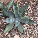 Agave asperrima Leaf