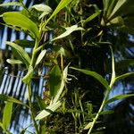 Epidendrum nocturnum Агульны выгляд