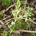 Thesium rostratum Leaf