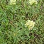 Asclepias viridis Blomma