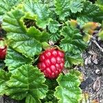 Rubus radicans