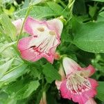Penstemon barbatus Blüte