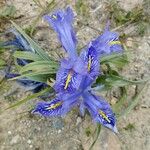 Iris histrio Fleur