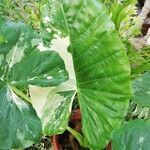 Alocasia macrorrhizosLeht