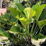 Philodendron melinonii Pokrój