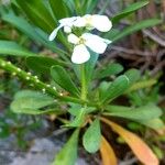 Iberis semperflorens Çiçek