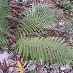 Dryopteris filix-masЛист