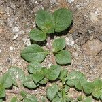 Alternanthera pungens Leaf