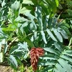 Melianthus major 整株植物