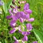 Desmodium intortum Blüte