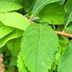 Spiraea douglasii Leaf